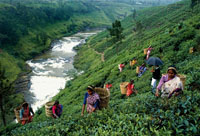Шри-Ланка сбор чая